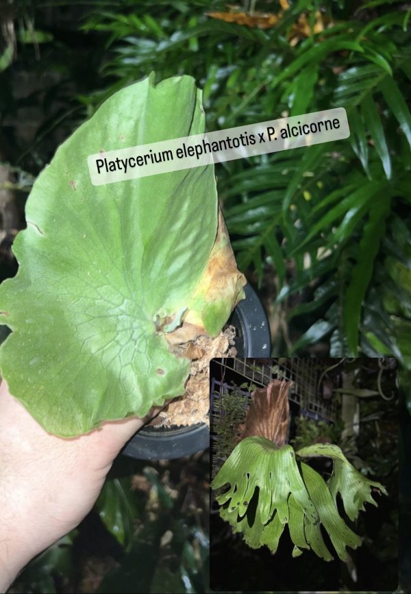 Platycerium elephantotis x P. alcicorne
