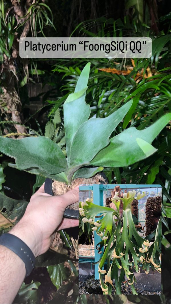 Platycerium “FoongSiQi QQ”