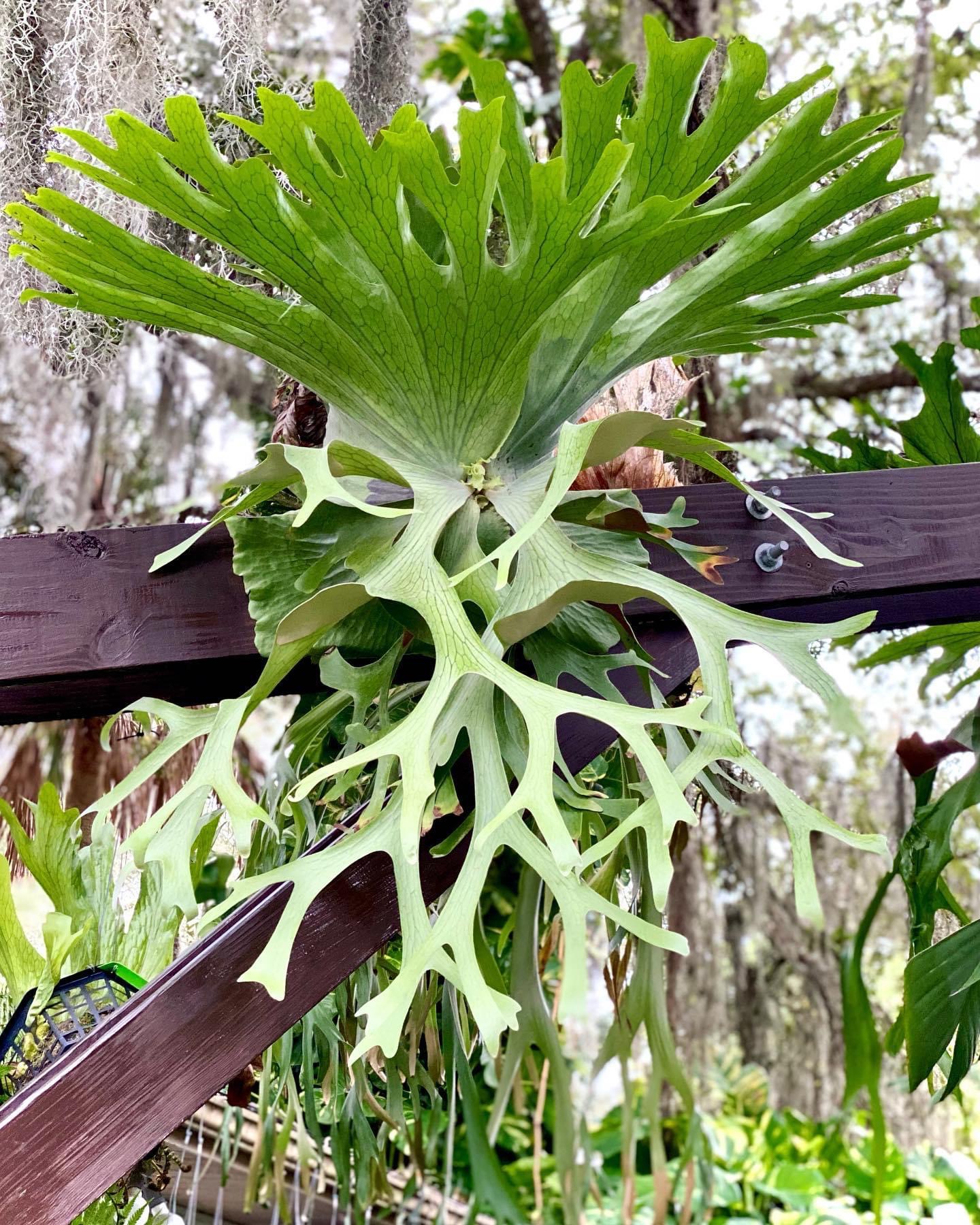 Platycerium holttumii SPORES