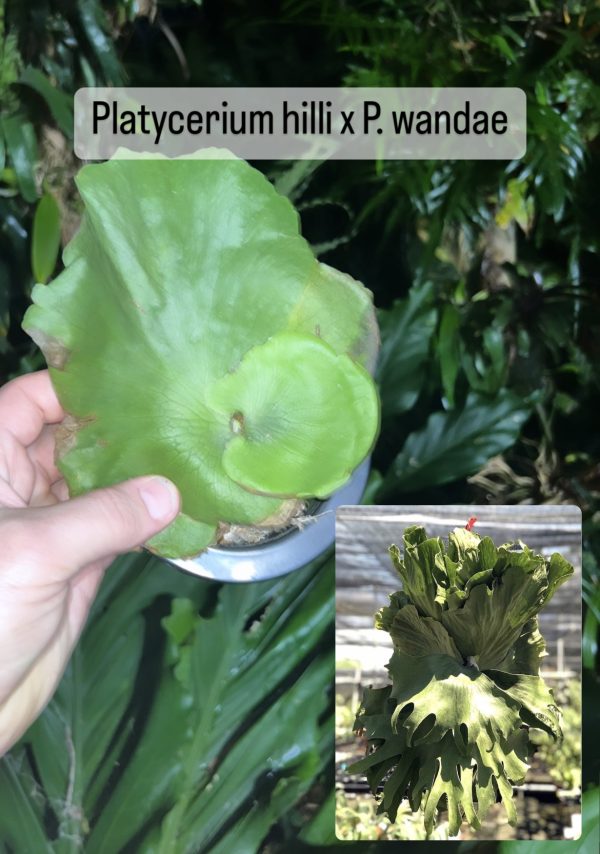 Platycerium hilli x P. wandae