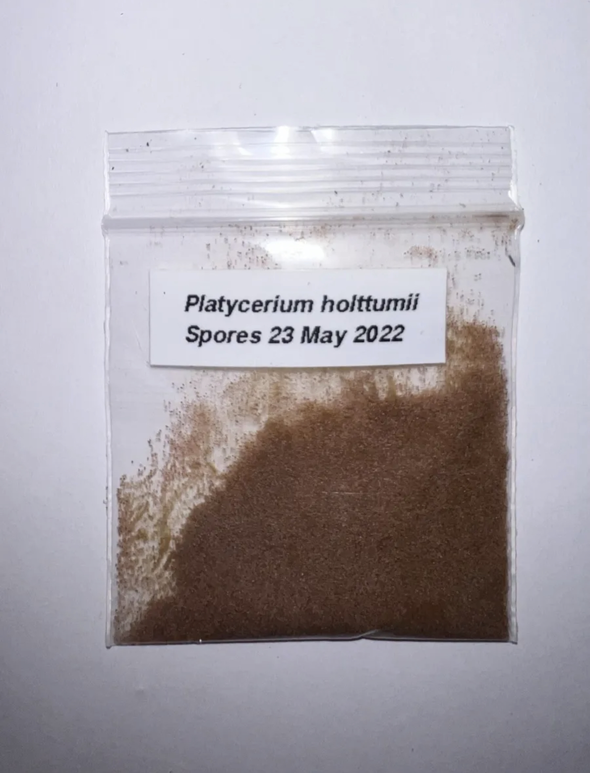 Platycerium holttumii SPORES - Image 2
