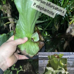 Platycerium bifurcatum x P. elephantotis