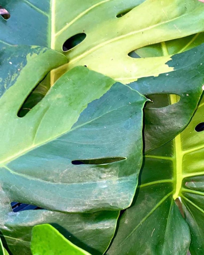 Justin's Hybrids & Cultivars  Tropical Addictions