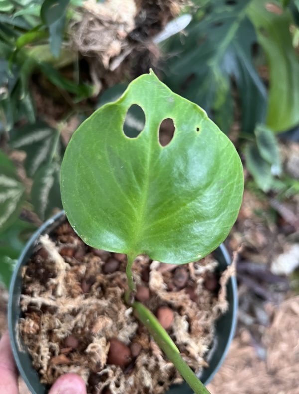 philodendron attenuatum Philodendron atabapoense – Foliage Factory main image 1