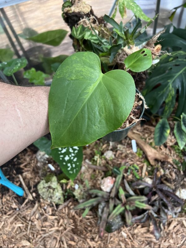 Green on Green Monstera deliciosa Large form Sport  Tropical Addictions